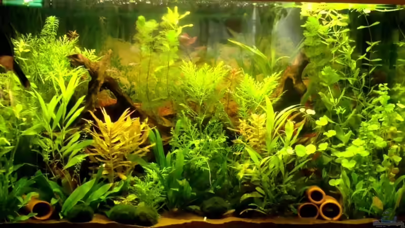 Aktuell am 30.06.2009 von Samsa (1)