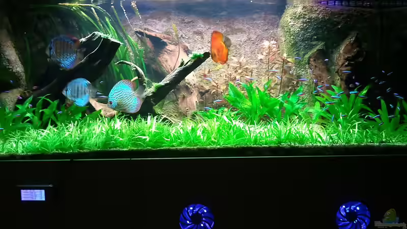 Aktuell das Becken.....