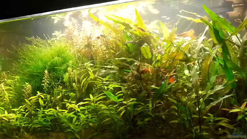 aktuell Dec.2013 von Nico (3)