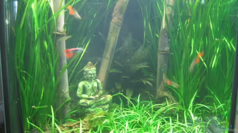 aktuell Juli 09 von Marion Kulsch (1)