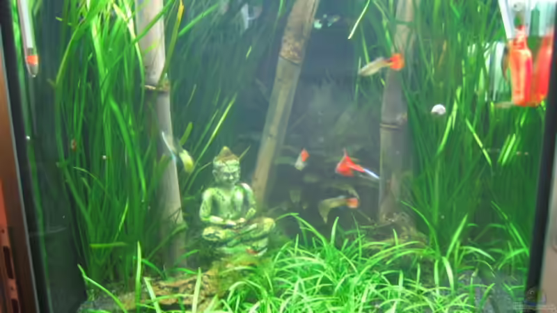 aktuell Juli 09 von Marion Kulsch (5)