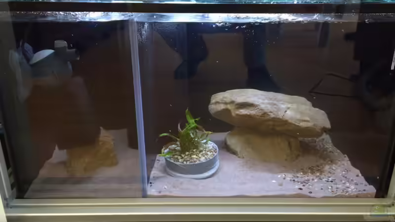 Aktuell mit Pflanze & Feinfilter  von Branjo (3)