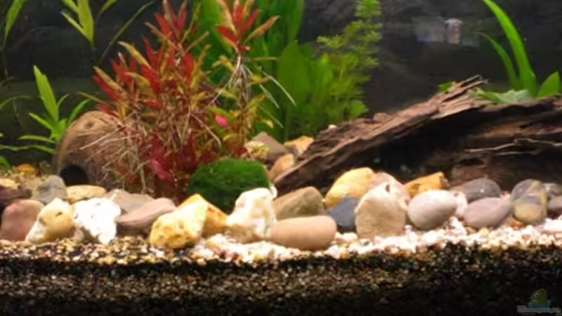 aktuell nach Wasserklärung 29.05.09 von Königscobra (11)