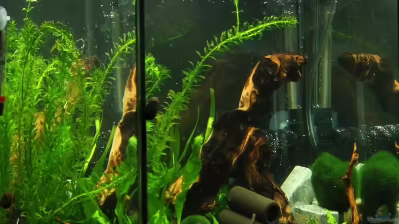 aktuell vom 07.02.2012 von Sebastian Wolff (3)