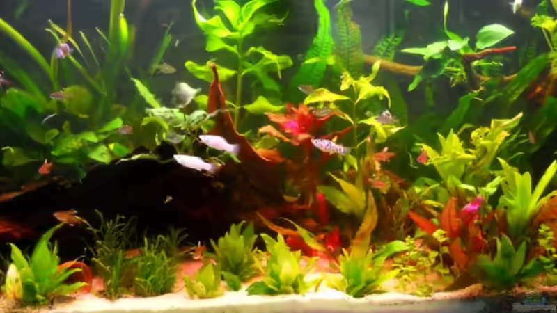 Aktuell vom 12.03.2011