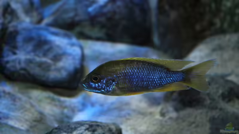 aktuell vom 14.02.2013 von Marco O. (74)