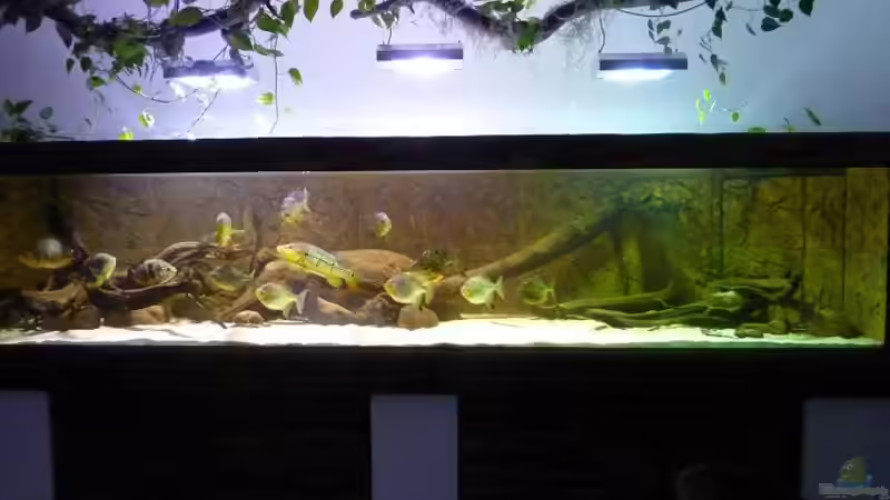 Aktuell vom WE nach der Fütterung... von aquazonica (14)