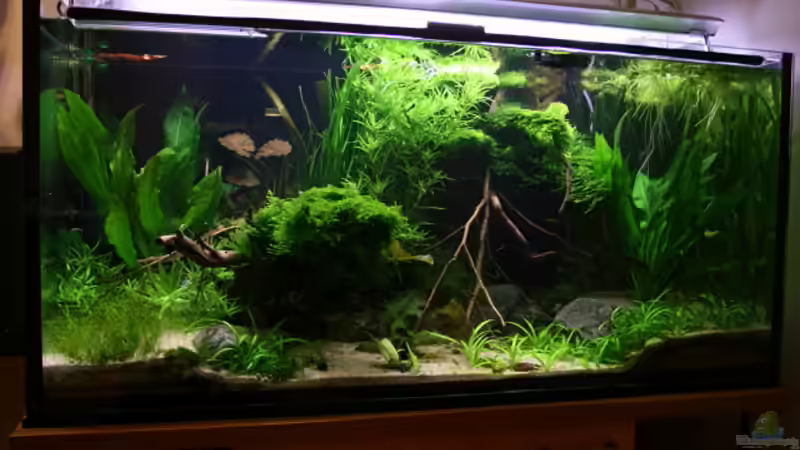 aktuell von bull70 (1)