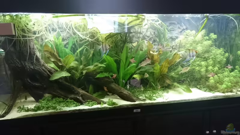 Aktuell von DennisTheMenis (30)