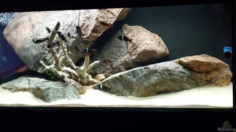 Aktuell von Leucki (1)