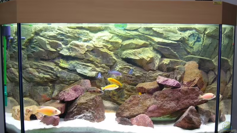 Aktuell von Michael Fischer (1)