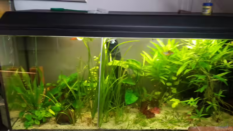 Aktuell von Zwergbuntbarschfan (5)