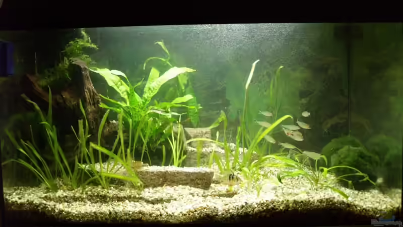 Aktuelle Ansicht 04.02.08 von Thomas Rengier (3)