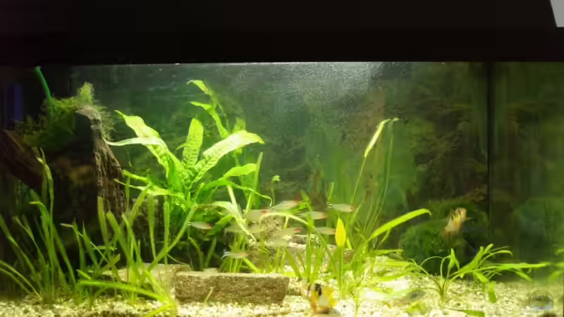 Aktuelle Ansicht 04.02.08 von Thomas Rengier (7)