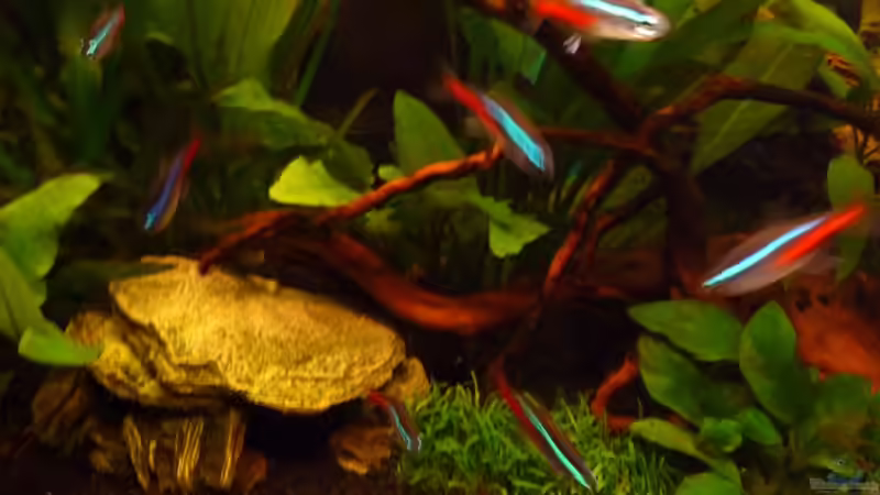 Aktuelle Ansicht linke Ecke Februar 2011 von Noreia (8)