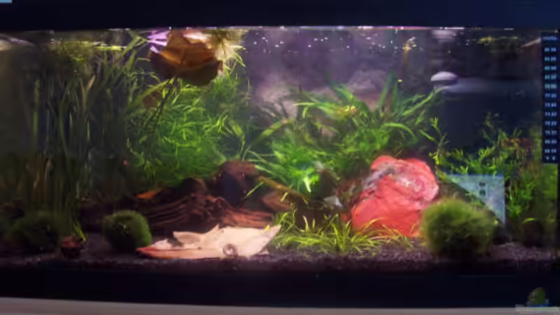 Aktuelle Ansicht mit Herr im Haus ;o)