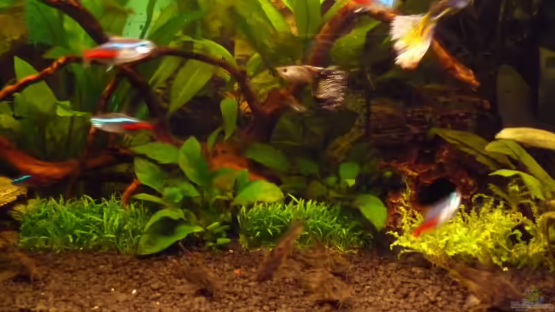 Aktuelle Ansicht rechte Ecke Februar 2011 von Noreia (9)