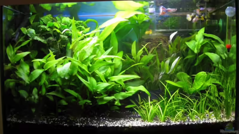 Aktuelle Ansicht von AbsolutVanilia (3)