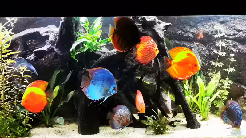 Aktuelle Ansicht von Odonata (9)