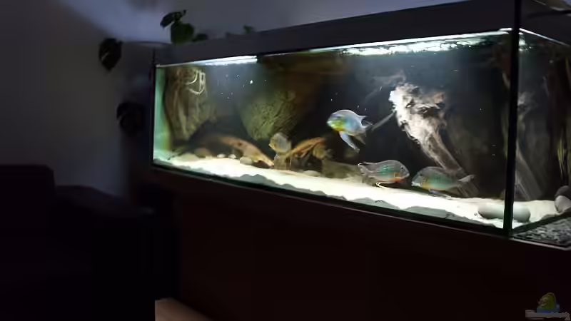 aktuelle Aufnahme (ohne Blitz) von ajot (1)