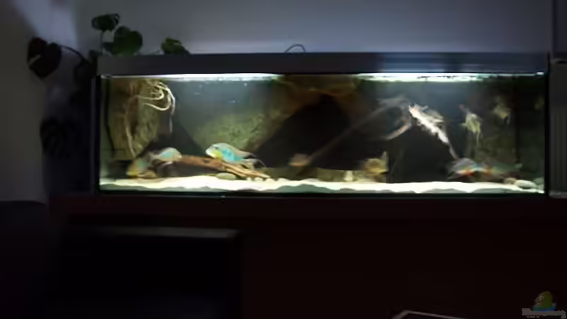 aktuelle Aufnahme (ohne Blitz) von ajot (5)