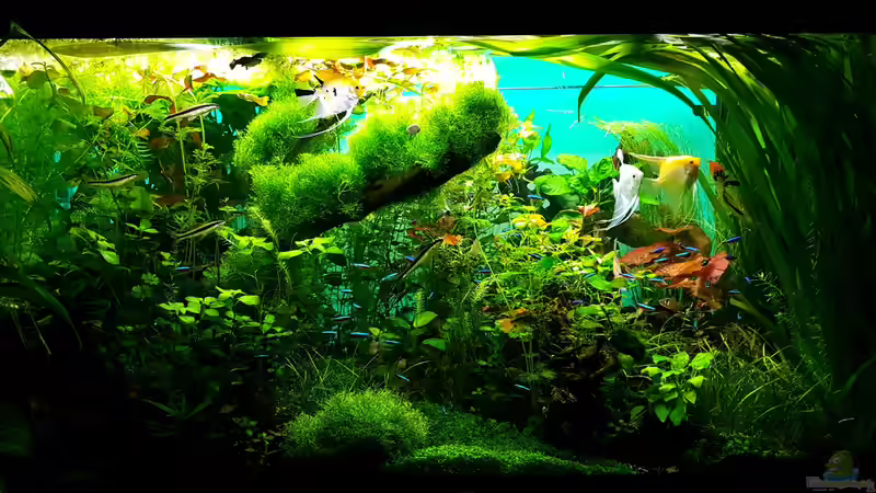 aktuelle Beckenansicht von Sebastian Hartmann (92)