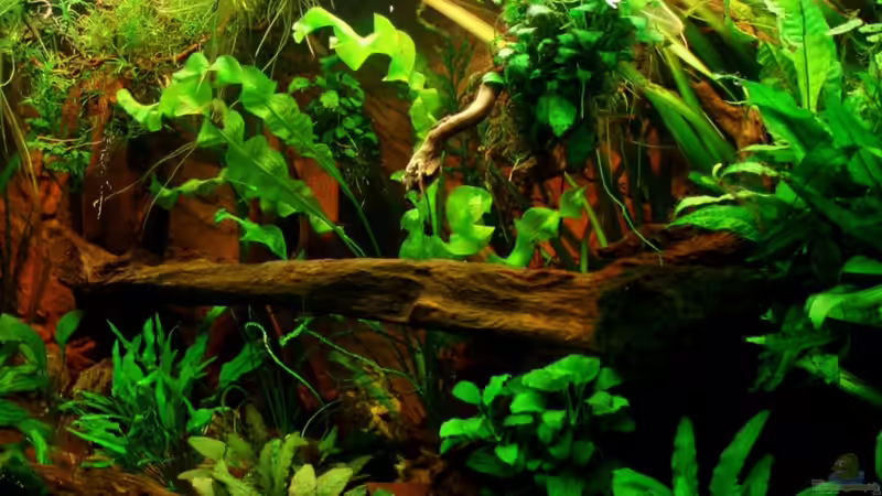 aktuelle Beckenmitte 27.08.11 von ~Marco~ (30)