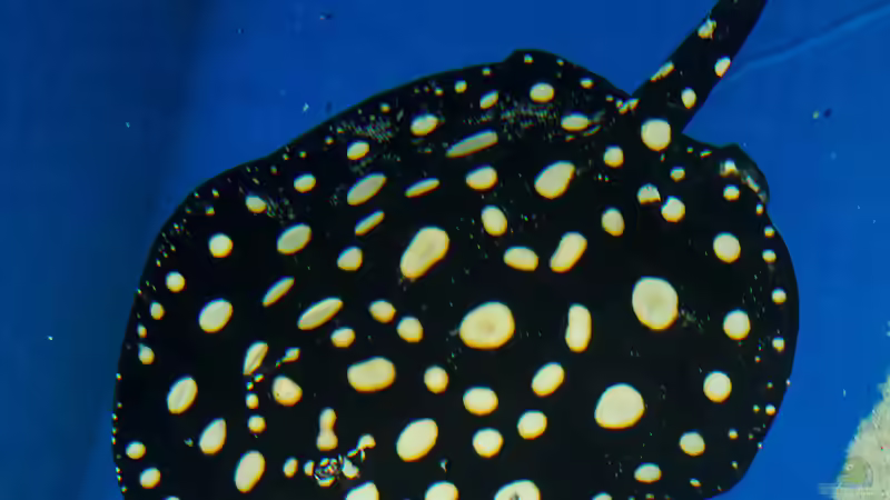 Aktuelle Bilder von Leopold68 (23)