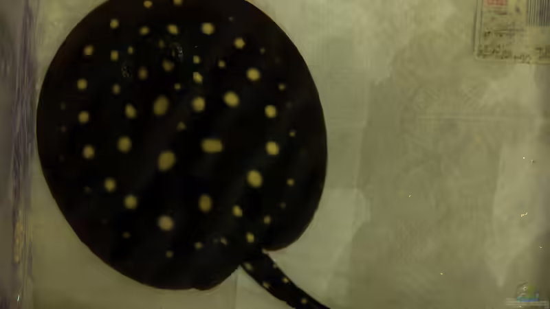 Aktuelle Bilder von Leopold68 (24)