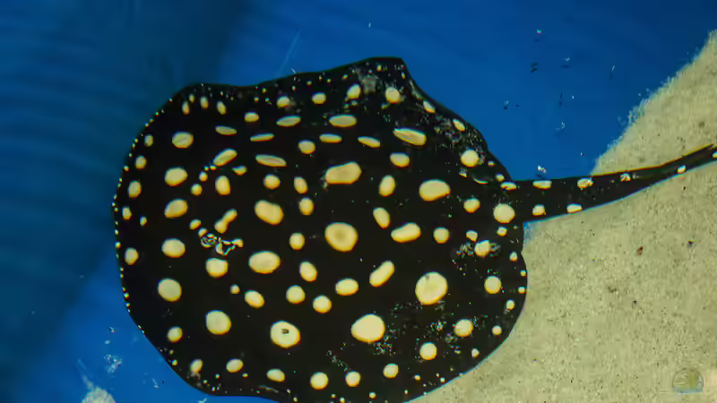 Aktuelle Bilder von Leopold68 (26)