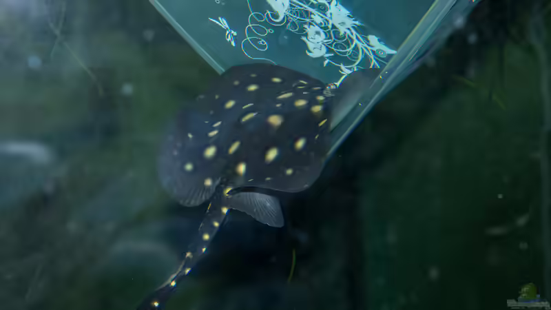 Aktuelle Bilder von Leopold68 (27)