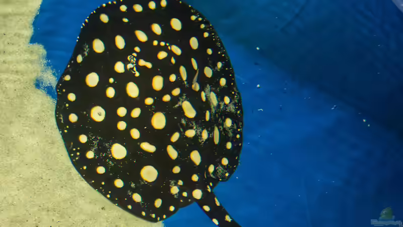 Aktuelle Bilder von Leopold68 (29)