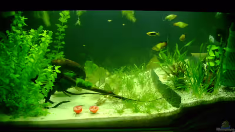 aktuelle Einblicke von Karin Wolff (4)