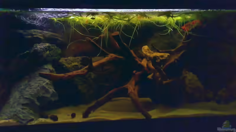 Aktuelle Einrichtung mit Schwimmpflanzen