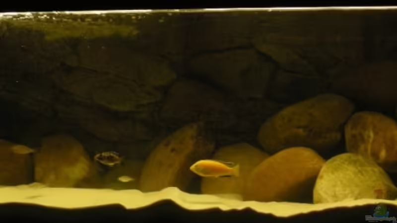 Aktuelle Einrichtung und  Besatz von Northernlights (1)