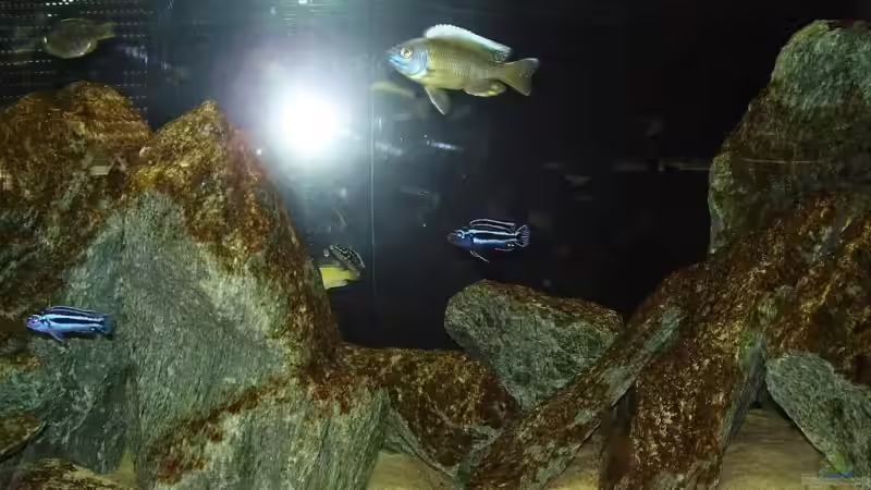 aktuelle Gesamtansicht von Markusch85 (3)