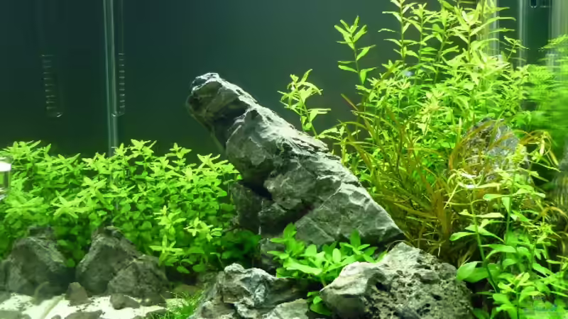 aktuelle Hauptansicht von Aquamaniac (2)