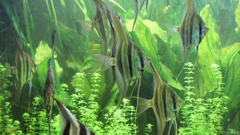 aktuellen Altums (17.03.2013) von Richard Gärtner (31)