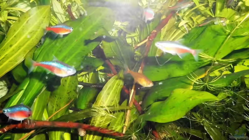 Aktueller Besatz - September 2018 von odin 68 (190)