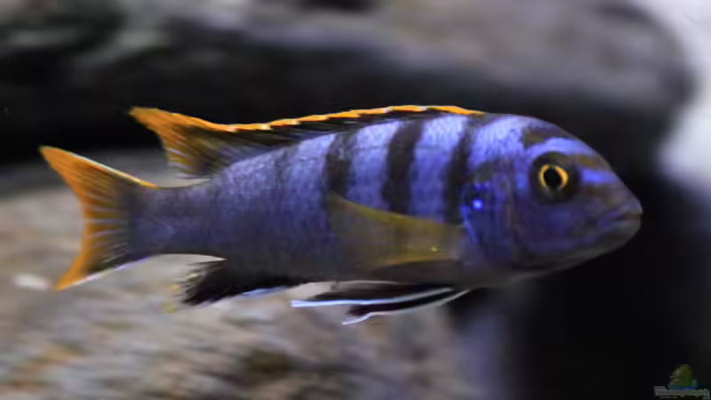 aktueller Besatz von Borg (22)