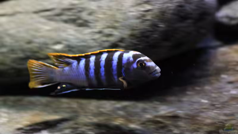 aktueller Besatz von Borg (23)