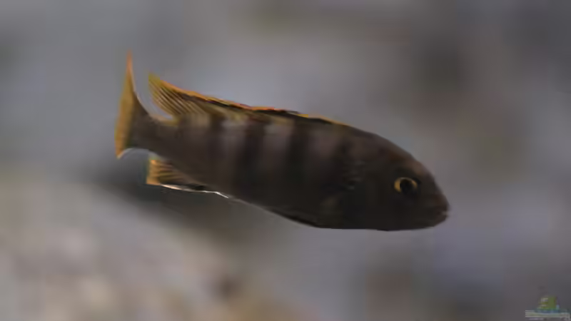 aktueller Besatz von Borg (24)