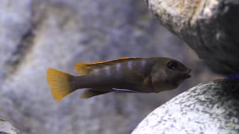 aktueller Besatz von Borg (25)