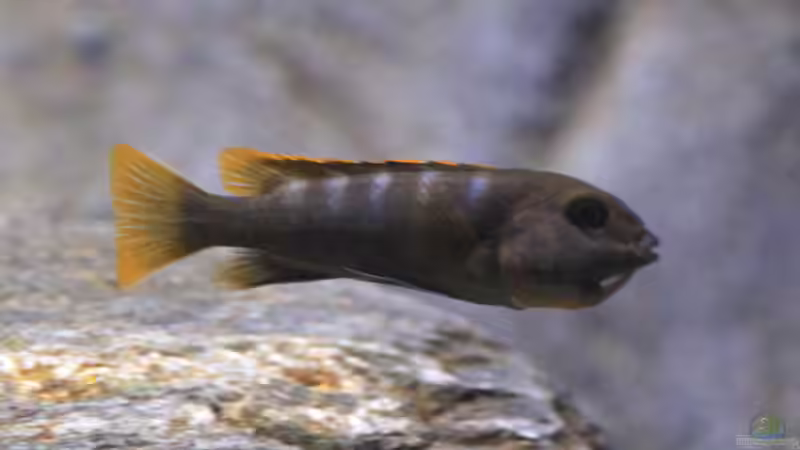 aktueller Besatz von Borg (26)