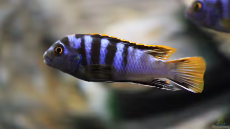 aktueller Besatz von Borg (28)