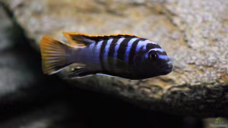 aktueller Besatz von Borg (29)