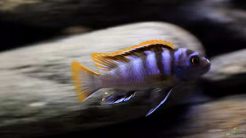 aktueller Besatz von Borg (30)