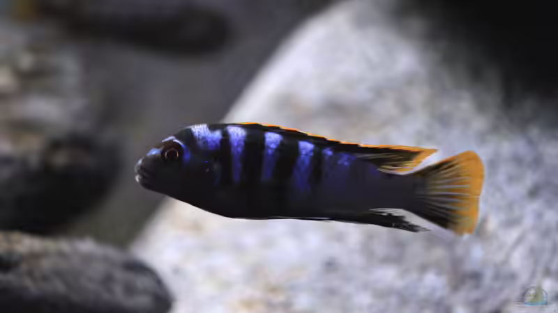 aktueller Besatz von Borg (31)