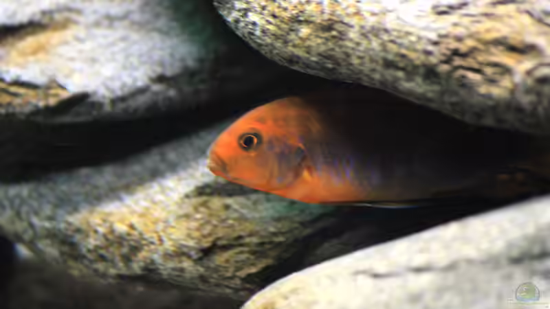 aktueller Besatz von Borg (33)