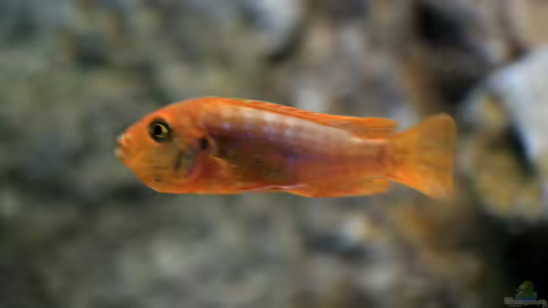 aktueller Besatz von Borg (34)